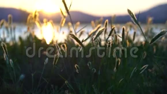 风中日落时的野草视频的预览图