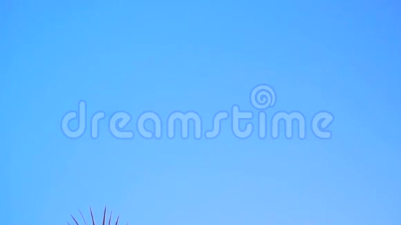 棕榈树在蓝天和阳光下的枝视频的预览图