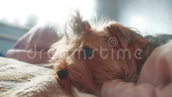 悲伤的约克郡猎犬躺在床上生病了宠物病态生活方式概念视频的预览图