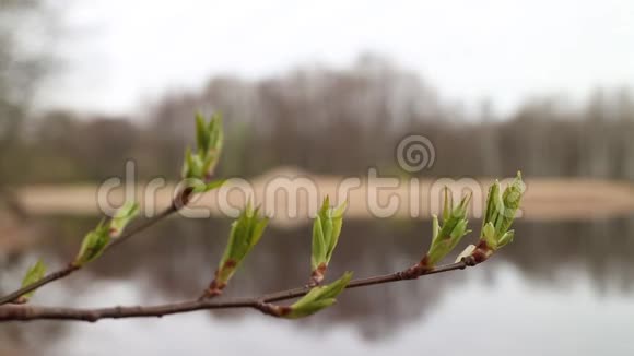 山灰枝上的绿芽视频的预览图