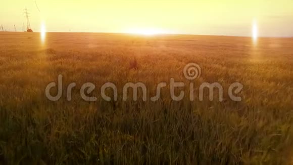 久暖夕阳飞过麦麦燕麦谷农收田视频的预览图