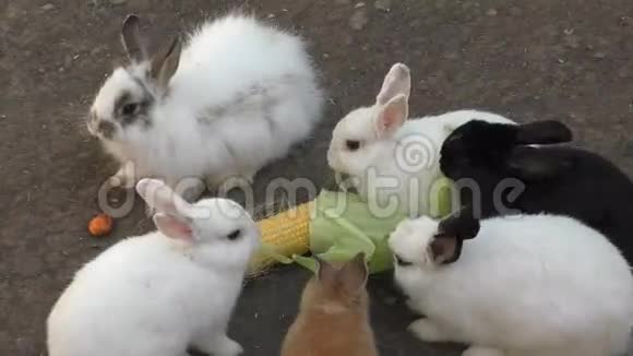 兔子吃玉米视频的预览图