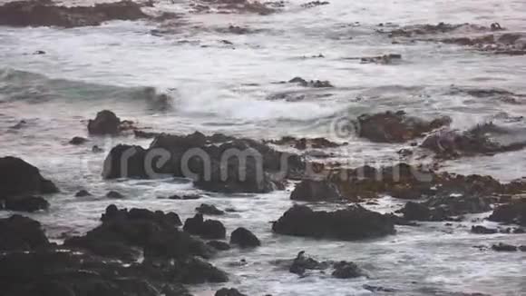 新西兰奥塔哥半岛海上景观视频的预览图
