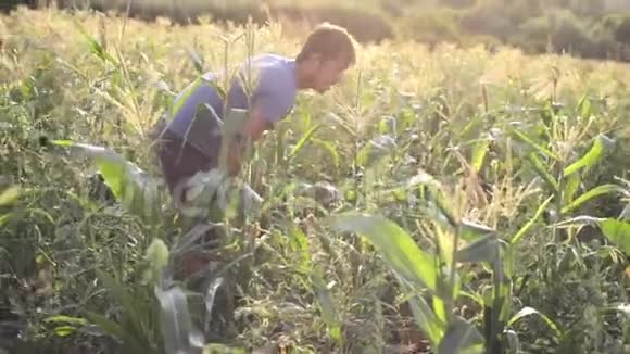 年轻的农民手里拿着木箱在田野上收获成熟的玉米芯视频的预览图