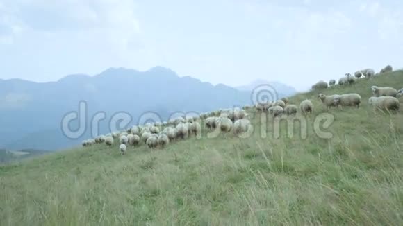 高山绿草甸上的白羊草视频的预览图