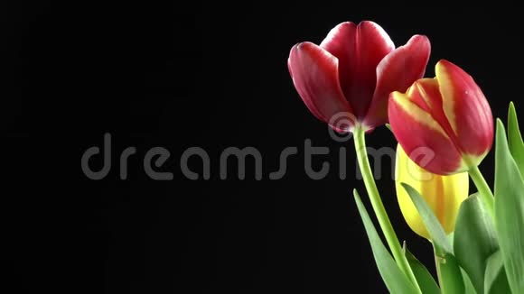 黑背景红郁金香植物视频的预览图