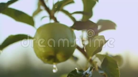 带有水滴的大绿苹果的宏观景观视频的预览图