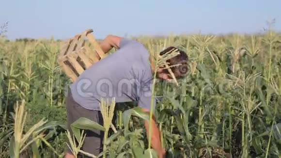 年轻的农民手里拿着木箱在田野上收获成熟的玉米芯视频的预览图