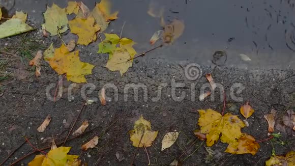 黄秋叶在水坑里视频的预览图