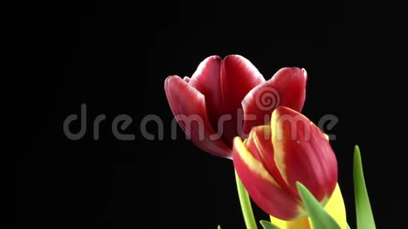 黑背景红郁金香植物视频的预览图