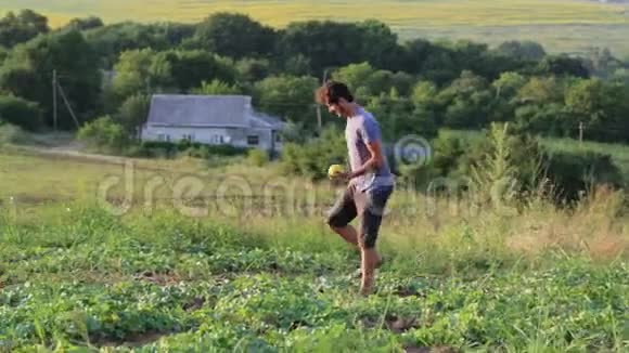 年轻的农民在有机生态农场的田野上收获成熟的橘子瓜视频的预览图