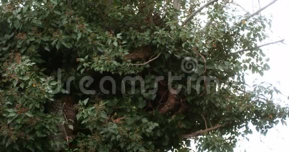 欧亚陶尼猫头鹰阿卢科成人飞行从树起飞诺曼底视频的预览图