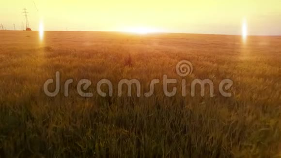 久暖夕阳飞过黑麦燕麦谷农收田视频的预览图