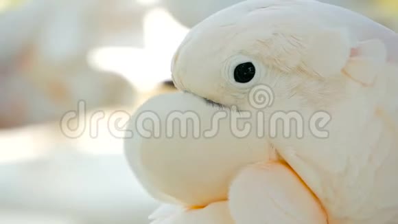 莫鲁坎或伞冠鹦鹉印度尼西亚群岛热带雨林特有鸟类白鹦鹉肖像视频的预览图