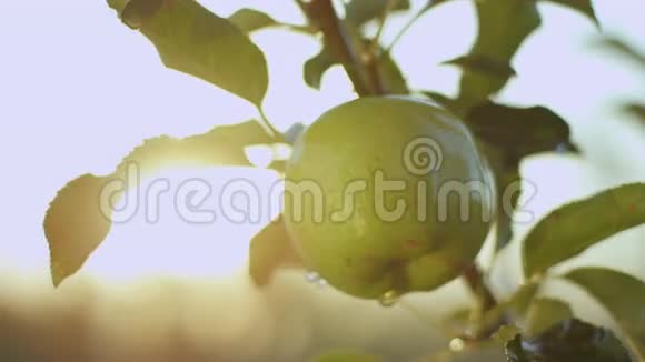 水喷喷大汁绿苹果对抗明亮的太阳光束视频的预览图