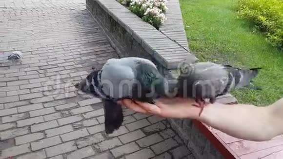 鸽子用手吃种子视频的预览图