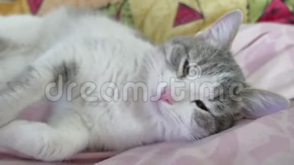 可爱的猫白灰色小猫睡在白色的床上猫摇摇头视频的预览图