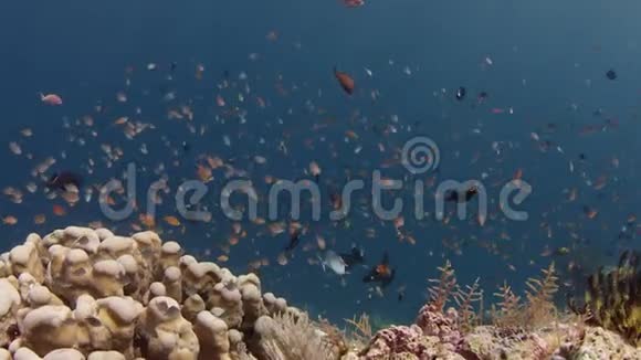 ChromisDamselChromissp在珊瑚礁游泳视频的预览图