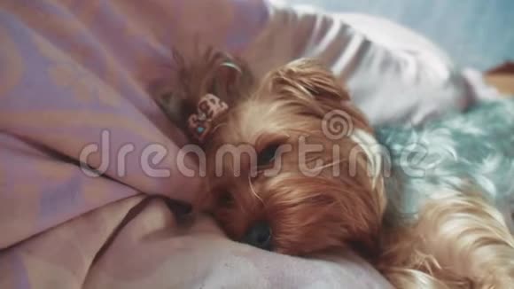 悲伤的约克郡梗生活方式狗生病躺在床上宠物生病概念视频的预览图