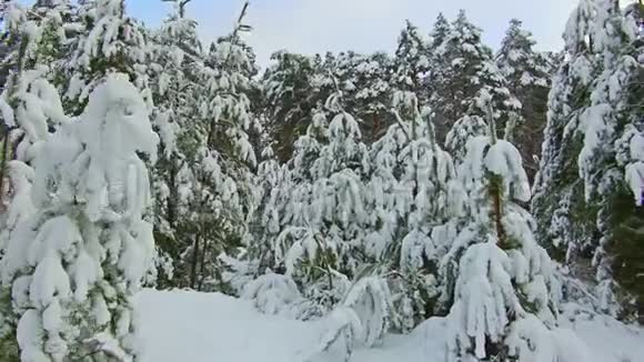 冬天树林的景色冬林高霜松稳定射击圣诞树美丽的自然景观视频的预览图