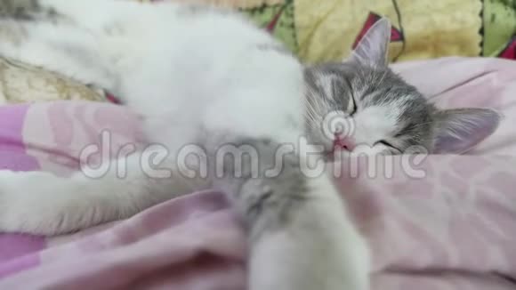 胖白灰胖猫懒洋洋地躺在沙发上睡着了视频的预览图