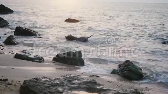 有趣的狗在海里游泳在石头之间的波浪上玩耍慢动作1920x1080视频的预览图