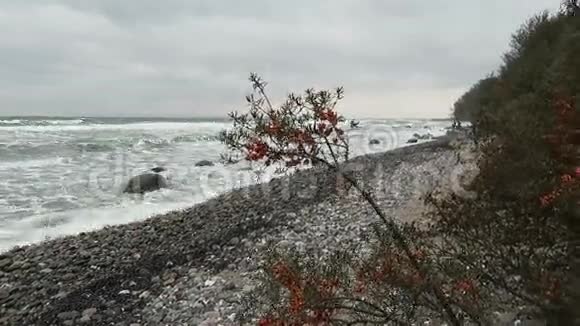 沙棘灌木丛果实在波罗的海海岸的阿卡科纳角在鲁根岛德国视频的预览图