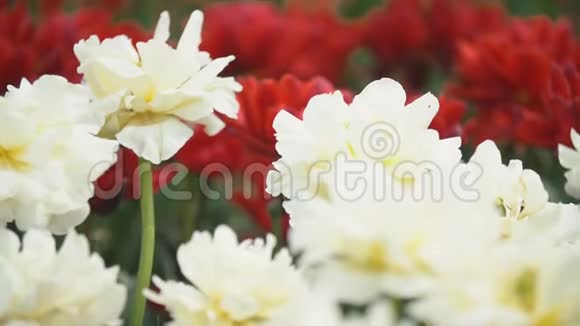 田野上的白色郁金香视频的预览图