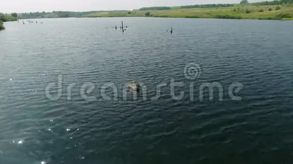 一名女子在乡村湖中游泳的空中录像视频的预览图