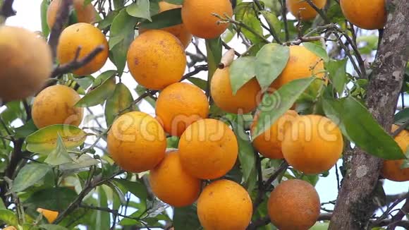 有机橘子在树上视频的预览图
