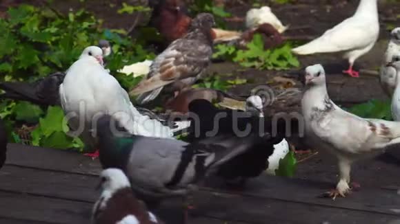 一群五颜六色的家鸽坐在一个木平台上鸽子吃了现在坐着清理羽毛视频的预览图
