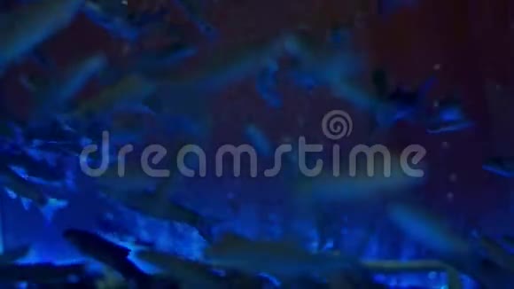 用霓虹灯在水族馆里游泳的鱼家庭水族馆里的鱼视频的预览图