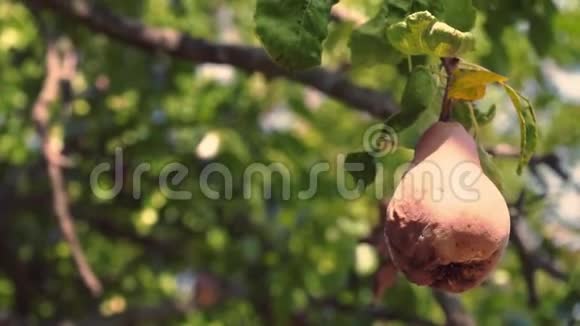 一整个烂梨挂在花园里的一棵绿树上梨子腐烂的果实挂在树枝上视频的预览图