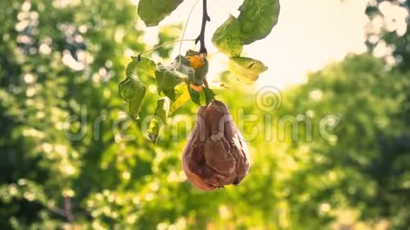 一整个烂梨挂在花园里的一棵绿树上梨子腐烂的果实挂在树枝上视频的预览图