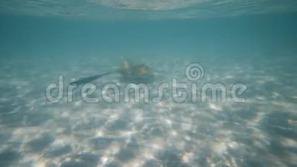 在蔚蓝的大海下用黄貂鱼游泳视频的预览图