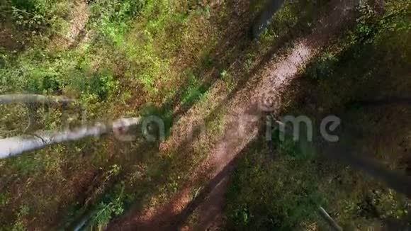 森林树木树木植物自然背景夏季鸟瞰视频的预览图