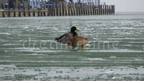 冬天在冰上漫步鸭子视频的预览图