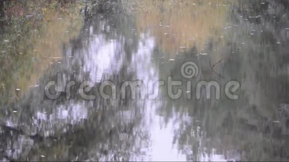 秋天在湖上游泳的鸟视频的预览图