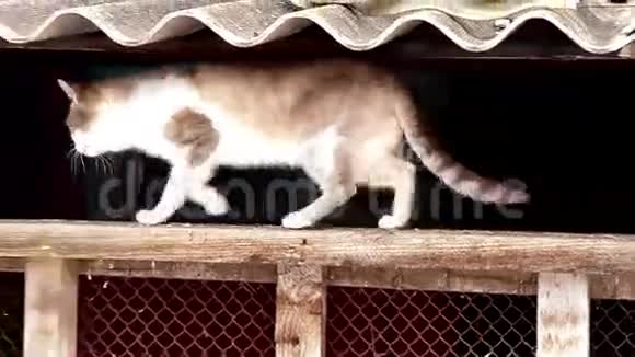 无家可归的猫街上一只漂亮的脏猫视频的预览图