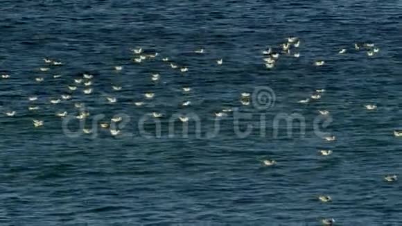 海鸥在太平洋游泳视频的预览图
