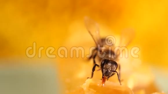 蜜蜂采蜜采蜜视频的预览图