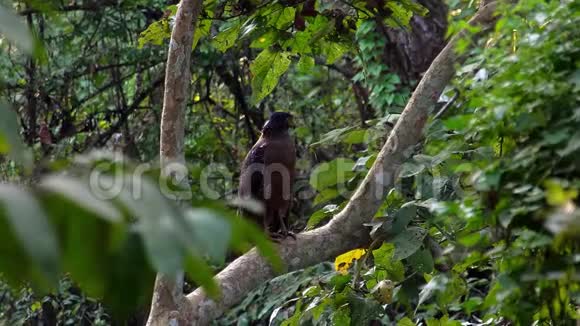 栖息在树枝上的鸟视频的预览图