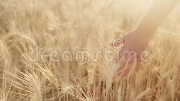 日落时雌性手抚摸成熟小麦的小穗视频的预览图