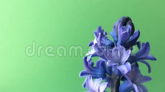 紫花风信子在桌上绿色背景视频的预览图