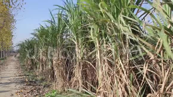 亚洲印度甘蔗生产视频的预览图