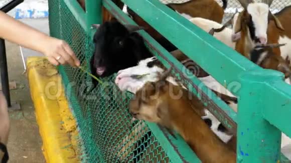 高河露天动物园里的山羊泰国视频的预览图