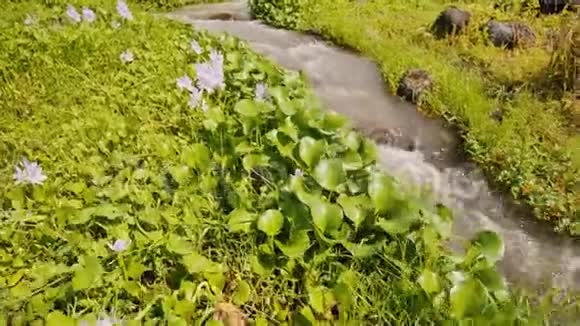山河有鲜花和茂密的绿色植物源于马永火山的山地火山河法律公报视频的预览图