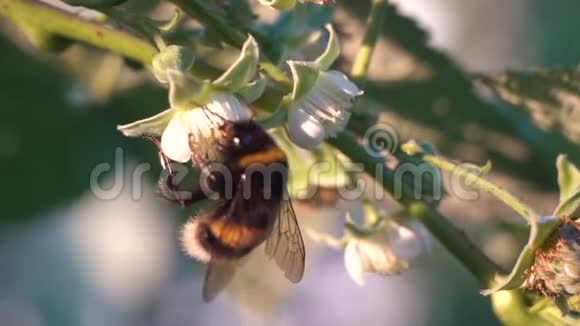 大黄蜂在一朵覆盆子花上采蜜视频的预览图