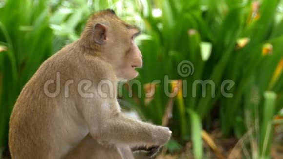 猴子坐在地上在高河开放动物园吃食物泰国视频的预览图