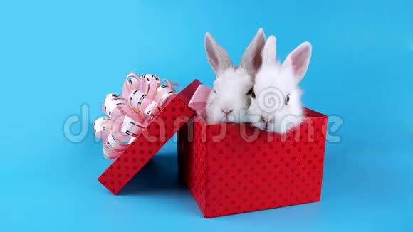 可爱的一对兔子带着粉红色的蝴蝶结在现在的盒子里放松视频的预览图